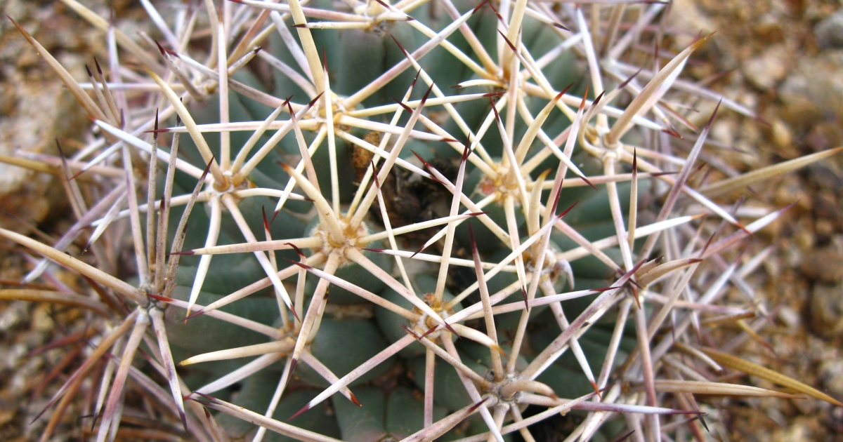 320033 Export of Artificially Propagated Plants (Single and Multiple